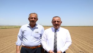 Kuru fasulyenin üretim merkezi Niğde'de ekim çalışmaları devam ediyor