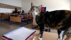 Lise öğrencilerinin yeni okul arkadaşı kedi 'Turşu' oldu