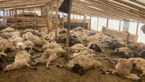 Malatya'da ağıla giren kurtlar 162 küçükbaş hayvanı telef etti