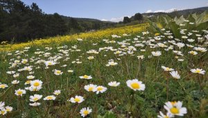 Papatya ve düğün çiçekleri Bolu yaylalarını renklendirdi