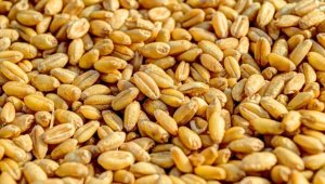 Rusya'nın kontrolündeki Ukrayna'nın Herson şehrinden Rusya'ya tahıl 'ihracatı' başlatıldı