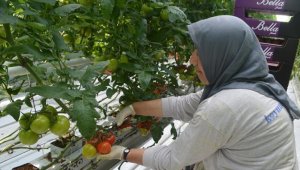 Salkım domates üretimine kadın dokunuşu
