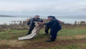 Sivas'ta yaralı bulunan kızıl şahin tedaviye alındı