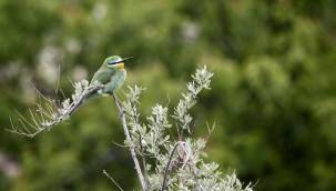 Sultan Sazlığı Milli Parkı’nda ilk kez Yeşil Arıkuşu görüldü