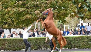 TİGEM bu yıl 280 tayın satışını gerçekleştirecek
