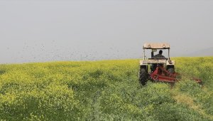 TMO mayısta yem bitkilerini yem sanayicilerine destekli fiyattan satmayı sürdürecek