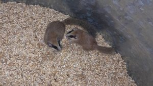 Tunceli'de nesli tehlike altındaki "ağaç yediuyurları" görüntülendi