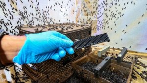 Türk bilim insanı 'sinekten' kozmetik hammaddesi üretti