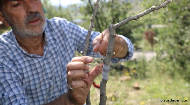 Ali Dağı’nda Antep Fıstığı yetiştirilecek