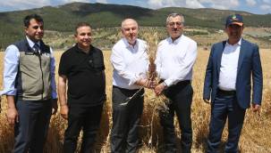 Başkan Güngör Buğday Hasadına Katıldı