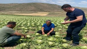 Beypazarı'nda sağanak ve dolu tarım arazilerine zarar verdi