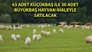 Bu fırsat kaçmaz! Bu kurbanlıklar ihale ile satılacak