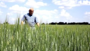 Buğday ve arpa alım fiyatları üreticileri sevindirdi