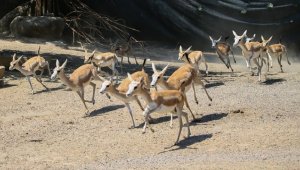 Ceylanlar, İzmir'deki doğal yaşam parkında çoğalıyor