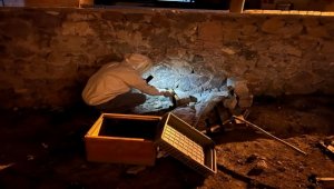 Evin bahçesine gelen arılar panik yarattı