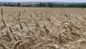 FAO, gerçekleştirdiği projelerle dünya genelinde gıda güvenliğini sağlamayı hedefliyor