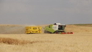 Garzan Ovası'nda buğday hasadı halaylarla başladı 