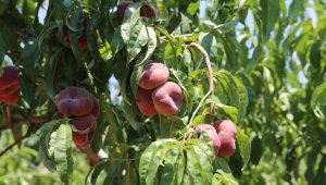 Hatay'da hasadı devam eden şeftalide 4 bin 500 ton rekolte bekleniyor