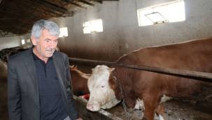 Havza’da kurbanlık satışları hızlandı