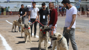 Kayseri'de Anadolu Çoban Köpekleri Güzellik Yarışması düzenlendi