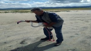 Kırşehir'de yaralı halde bulunan flamingo tedavi edildi