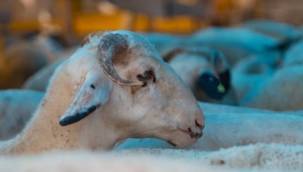 Kurban ibadetinin dini dayanağı nedir?