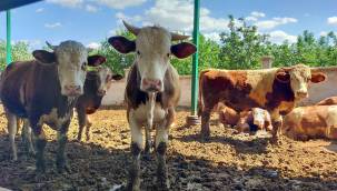 Kurban pazarları 25 Haziran’da açılacak; Fiyatlar el yakıyor! 