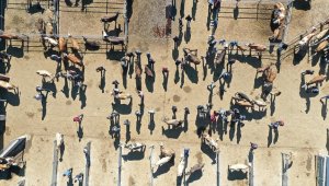 Kurbanlıklar pazara inince sıkı pazarlıklar da başladı