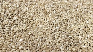 Küresel gıda krizinin çözümünde 'İstanbul planı' hazır