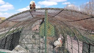 Leylek "Mecnun" hayvanat bahçesinde tedavi gören "Leyla"sını bırakmıyor