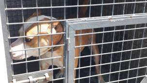 Metruk binada yasaklı ırk 12 pitbull cinsi köpek bulundu 