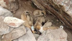 Ölüme terk edilen 15 köpek yavrusunu sahiplendi