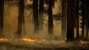 Orman yangını nedeniyle 2 yerleşim birimi tahliye edilecek