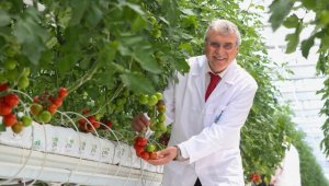 Sakarya'da topraksız tarımla üretilen domateslerin ilk hasadı yapılacak