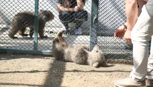 Sinop ve Van'dan Getirilen İki Yavru Ayı, Hayvanat Bahçesi'ne Renk Kattı