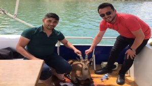 Sivas'ta baraj gölüne düşen dağ keçisi yavrusu kurtarıldı