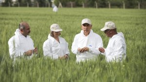 Tarım ve Orman Bakanı Kirişci buğday tarlasından mesaj verdi: Bu sene 19,5 milyon ton beklentimiz var