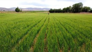 Tarımda hayata geçirilen projeler, çiftçilerin gelir seviyesini yükseltmeyi hedefliyor