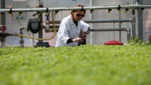 Tarımsal araştırmalar kapsamında Ar-Ge çalışmalarına 50 milyon liralık bütçe ayrıldı