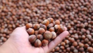 Türkiye fındık ihracatından 9 ayda yaklaşık 1,7 milyar dolar kazandı