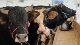 Umuma açık yerde kurban kesmenin cezası belirlendi