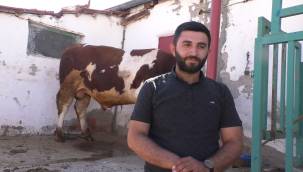 Yaklaşık 1 tonluk ‘Paşa’, alıcısını bekliyor 