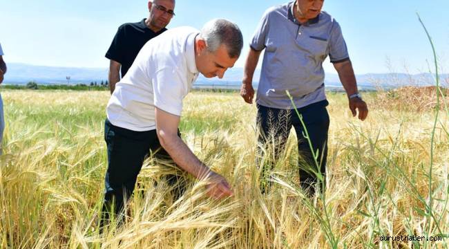 Yeşilyurt Belediyesi Tarımsal Üretim ve Ar-ge Sahasında arpa, buğday, kuru fasulye ve rulo çim üretimleri hız kazandı