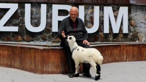 Yetim kuzular 'Selami dede'yle her yere birlikte gidiyor 