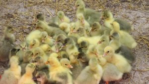 Yozgat'ta eski cezaevi binası tarımsal üretim merkezi oldu