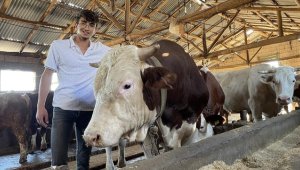 1,1 tonluk 'Rocky' Adıyaman'da satışa çıkarıldı