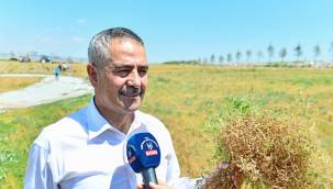 ABB'den Bir İlk: Anadolu'nun Unutulmuş Tahılı Burçak Gün Yüzüne Çıkarılıyor 