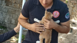 Ağaçta mahsur kalan kedi yavrusunu itfaiye kurtardı