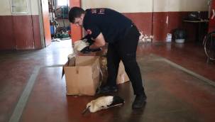 Anneleri ölen leylek yavrularına belediye sahip çıktı 