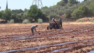 Antalya Orman Çiftliği’nde karpuz ve kavun ekimi